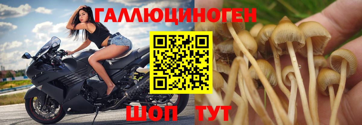 Псилоцибиновые грибы Cubensis  Вход с VPN  цена   Алексин 